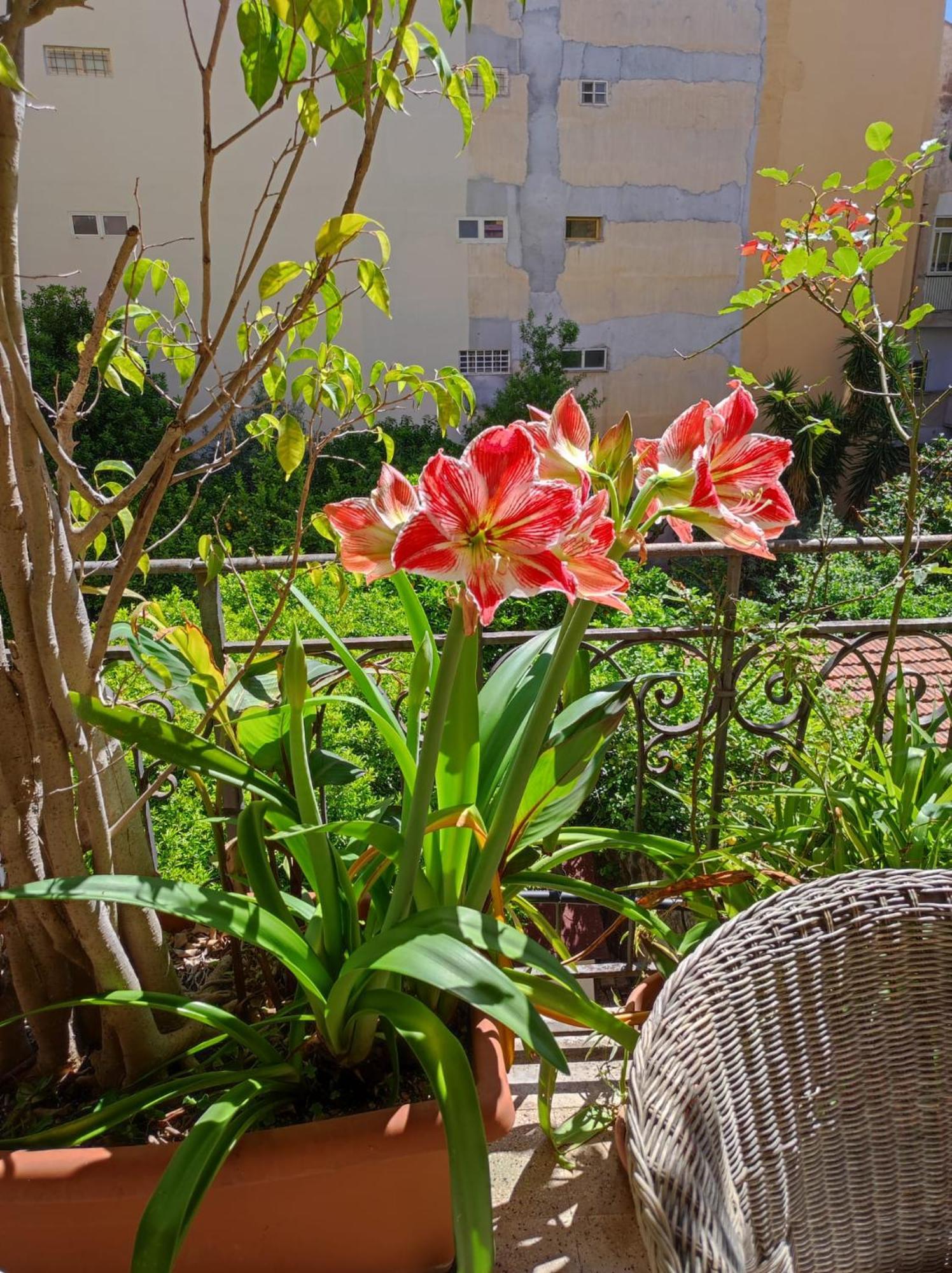 דירות פלרמו Cuba'S Art House מראה חיצוני תמונה
